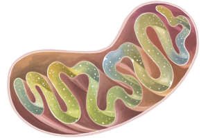 ミトコンドリア画像